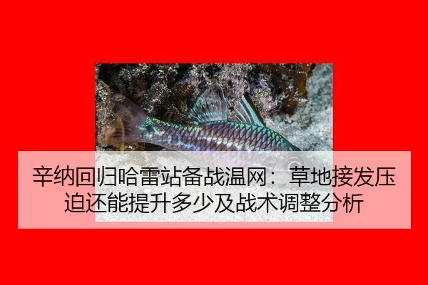 辛纳回归哈雷站备战温网：草地接发压迫还能提升多少及战术调整分析